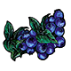 Blueberries