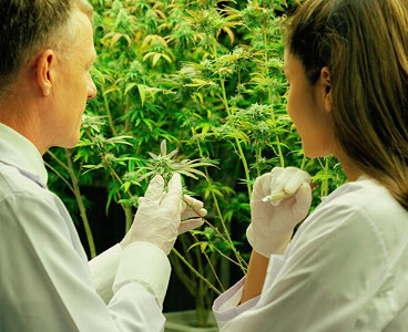 Cannabis Breeding