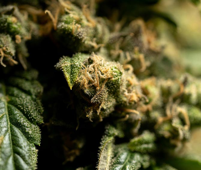 View of a cannabis plant highlighting its lush green leaves