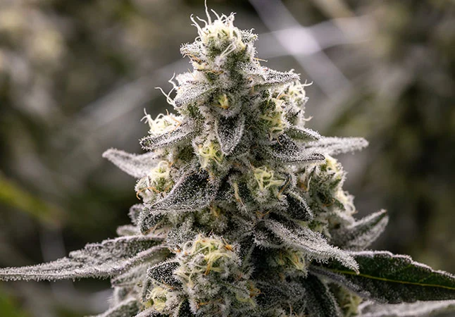 Similar Strains