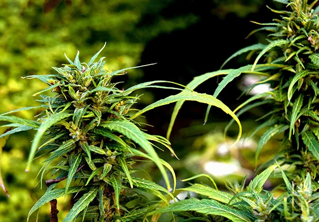Similar Hybrid Strains
