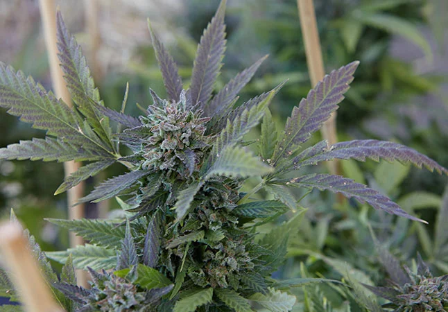 Similar Indica-Dominant Strains
