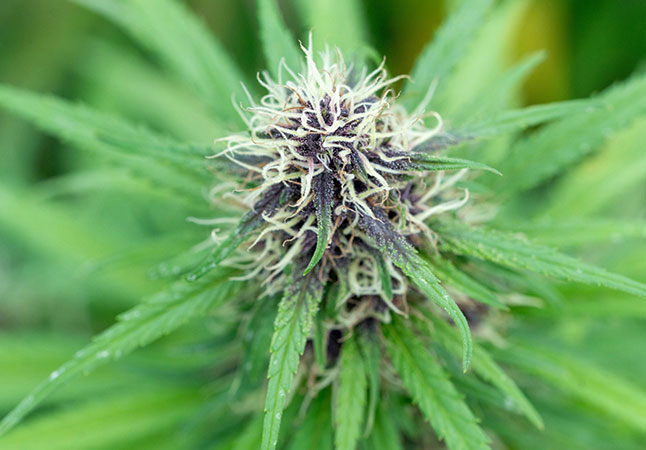 Similar Indica-Dominant Strains of Compound Z Strain