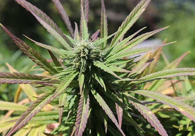 Swampwater Fumez Hybrid Strain