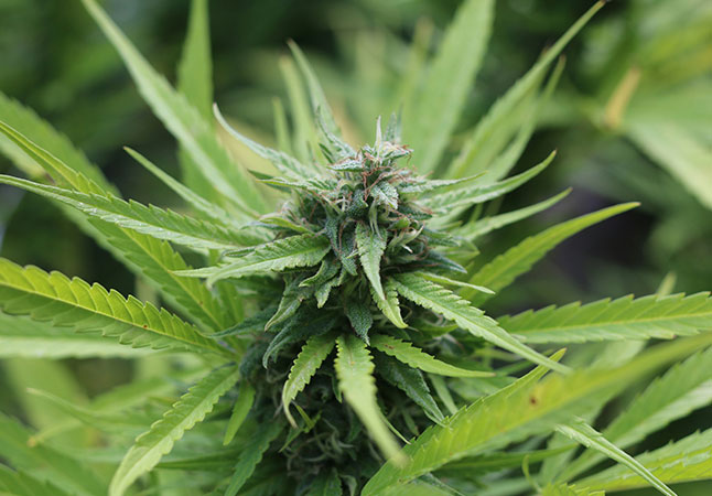 Similar Sativa-Dominant Strains