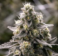 Close-up of dense green cannabis flower buds with purple hues and orange hairs