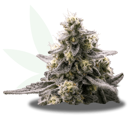 Alien Mints Strain