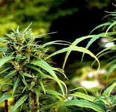 Dense cannabis buds with crystal-coated texture