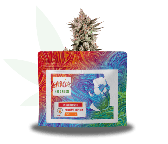 Burmese Mimosa Strain