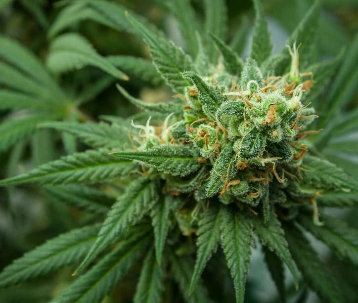 Matue cannabis plant focusing on a flower bud