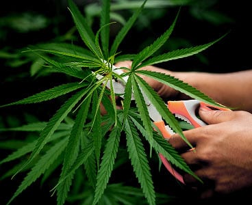Hands trimming cannabis fan leaves