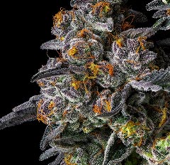 Macro view of sticky cannabis flower buds covered in sparkling trichomes
