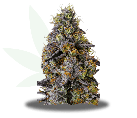 Carbon Fiber Strain