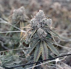 Detailed marijuana flower macro photo with orange pistils and dense buds