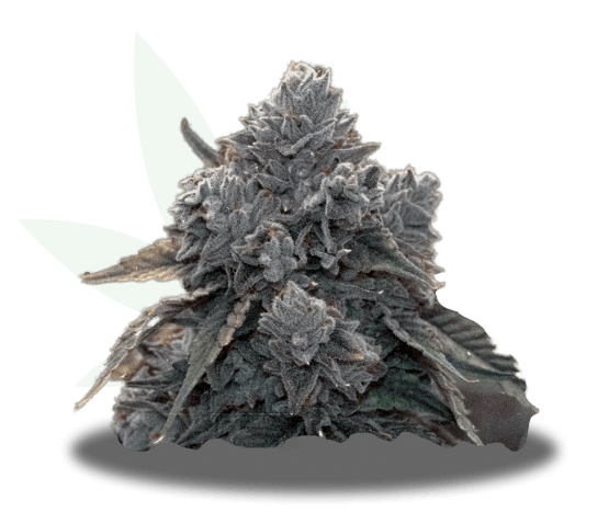 Clemonadez Strain