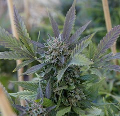 Close-up of marijuana flower with green and purple accents