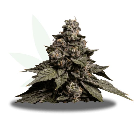 Florida Kush Strain