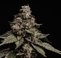 Macro view of crystal-covered cannabis buds