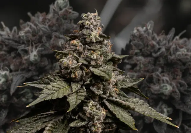 Similar Hybrid Strains of Swampwater Fumez