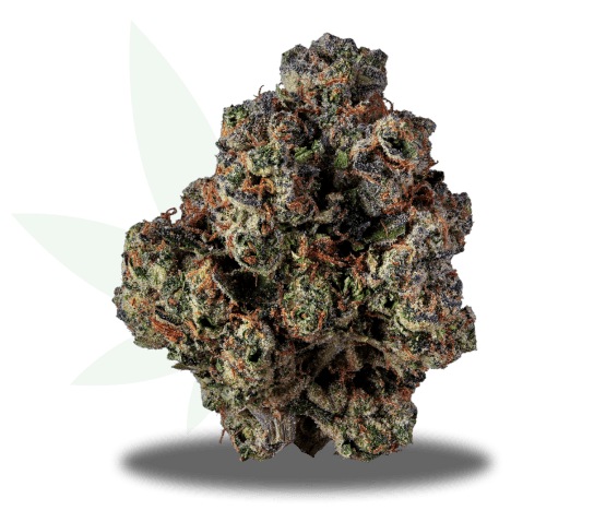 Frosted Jungle Strain