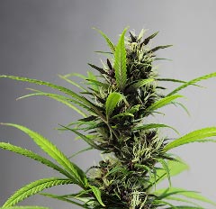 Close-up of frosty Gator Breath strain cannabis flower buds