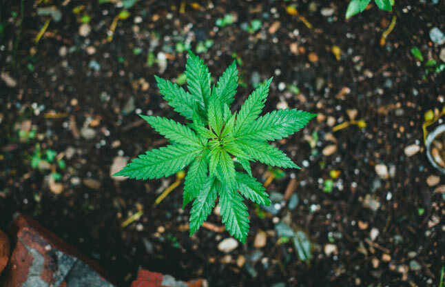 genetics-img Strains Genetics