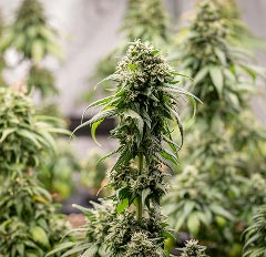 Crystal-coated cannabis flower buds