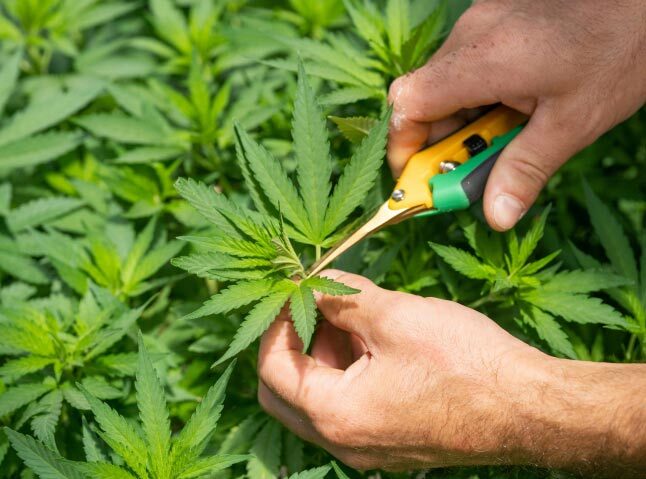 grower-img Cannabis Grower