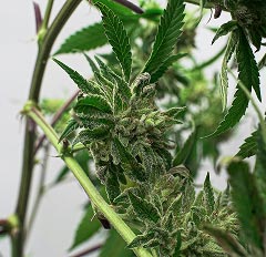 Dense cannabis flower with visible trichomes