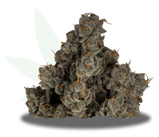 Guava Tart Strain