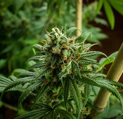 Frosty marijuana flower macro