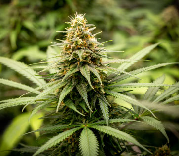 Mature hybrid cannabis plant, with closeup of the colas