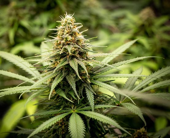 A cannabis plant grows in a sunny field, showcasing its broad leaves