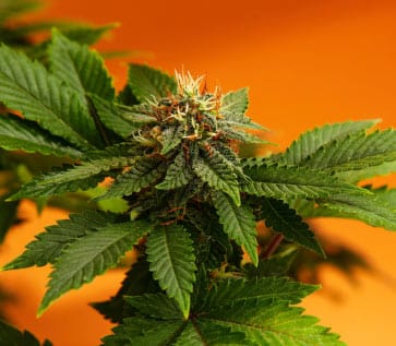 Cannabis indica plant on orange background
