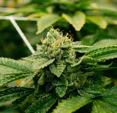 Crystal-covered cannabis buds