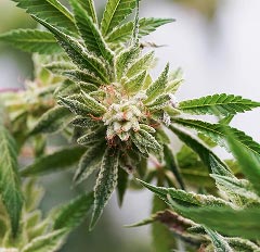 Dense cannabis flower buds