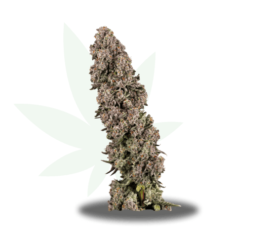LA Baker Strain