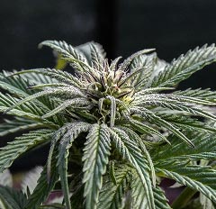 Close-up view of cannabis flower