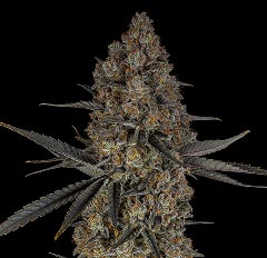 Frosty cannabis flower macro with black background