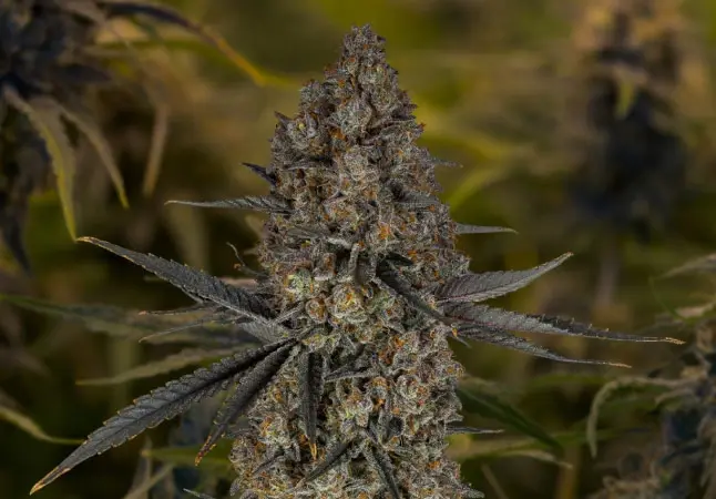 Similar Balanced Hybrid Strains
