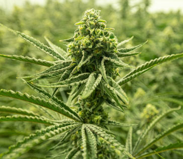 Bright green mature cannabis plant outdoors in a field