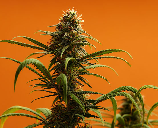 Cannabis flower image with an orange background