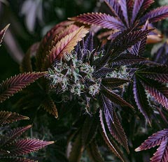 Cannabis plant with purple and green leaves and visible trichomes