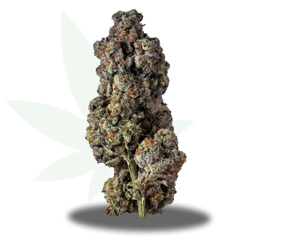 Super Gremlin Strain
