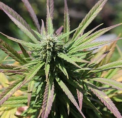 Detailed macro image of frosty cannabis flower buds