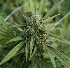 Detailed marijuana flower macro featuring dense green buds
