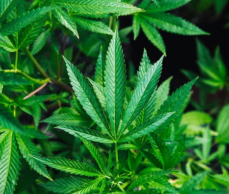 Bright green cannabis leaf with more leaves in the background