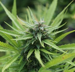 Close-up of marijuana flower with dense green texture