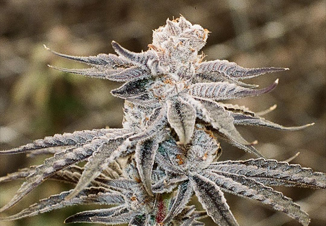 Similar Strains
