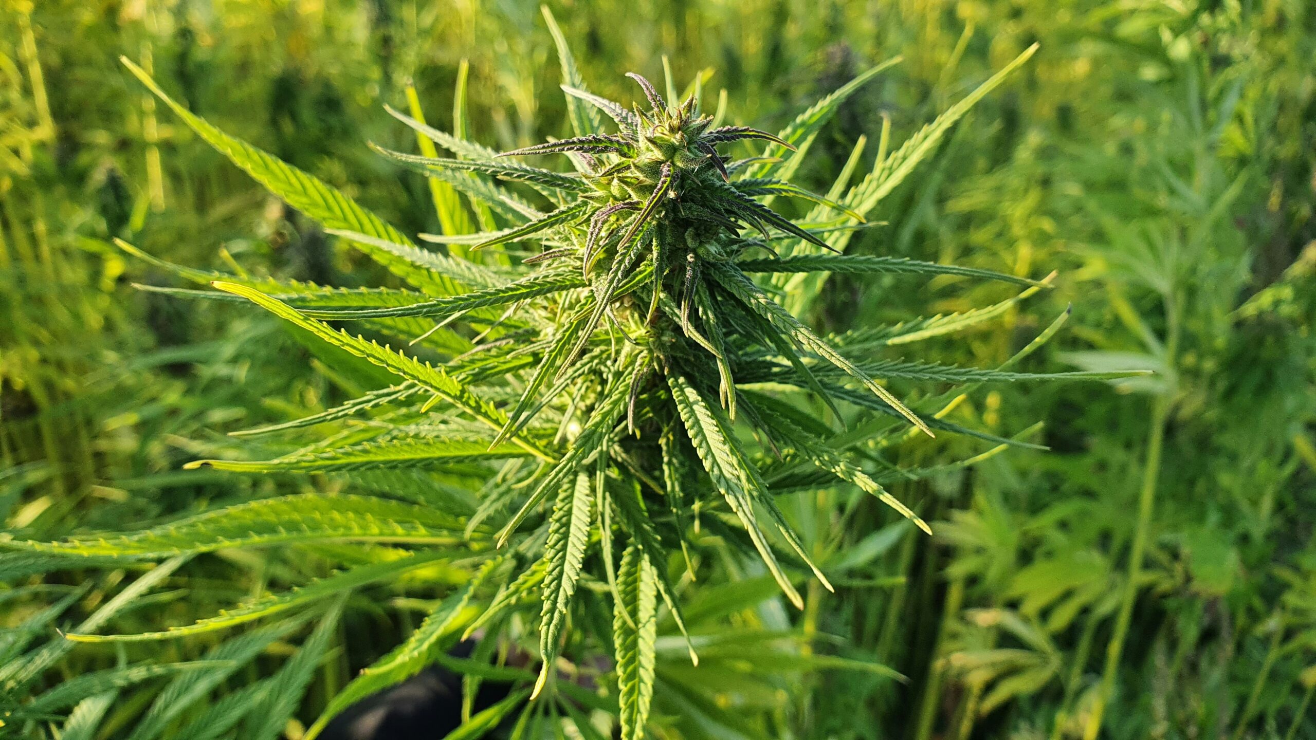 Similar Strains